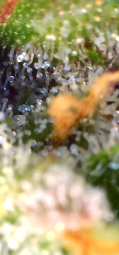 Growreport Bild 16