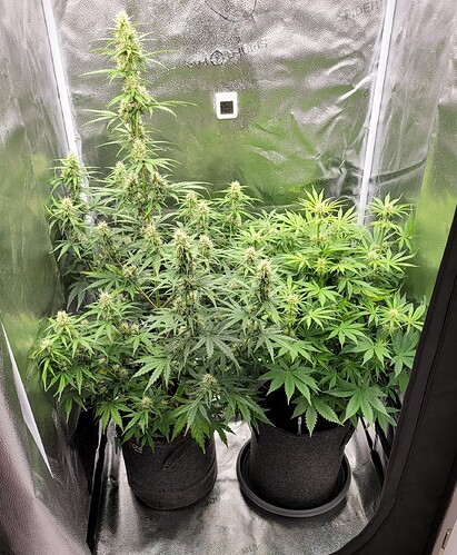Growreport Bild 3