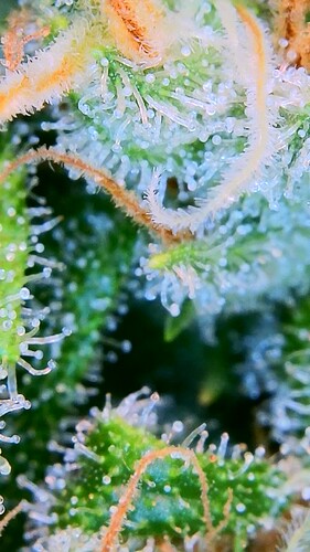 Growreport Bild 5