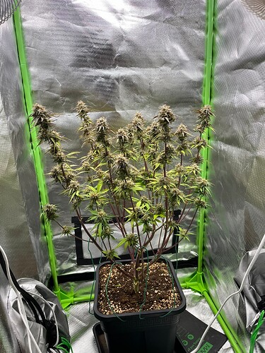 Growreport Bild 20