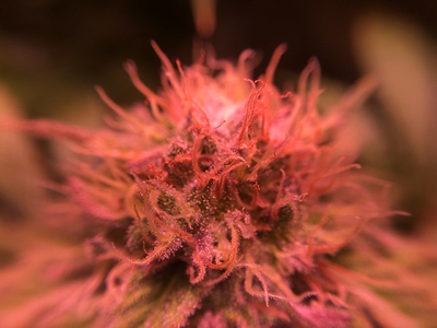 Growreport Bild 5