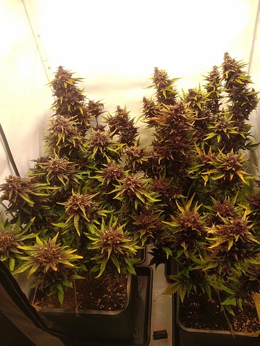 Growreport Bild 1