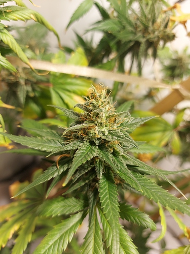 Growreport Bild 12