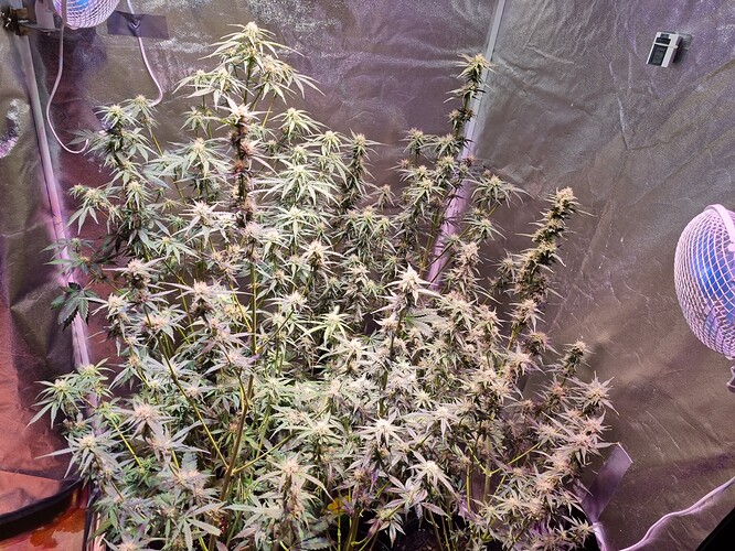 Growreport Bild 19