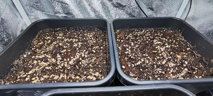 Growreport Bild 4