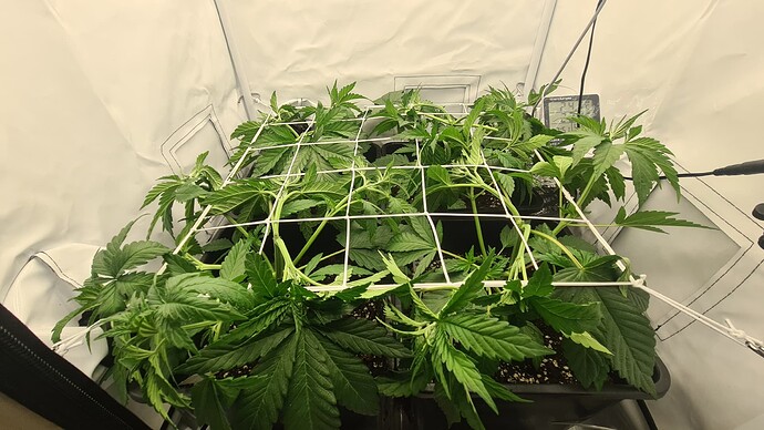 Growreport Bild 1
