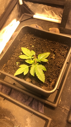 Growreport Bild 7
