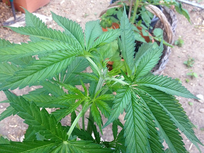 Growreport Bild 2