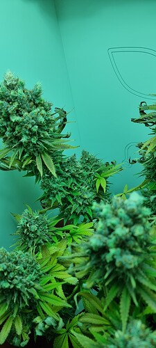 Growreport Bild 3