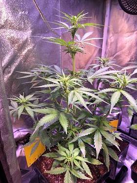 Growreport Bild 5