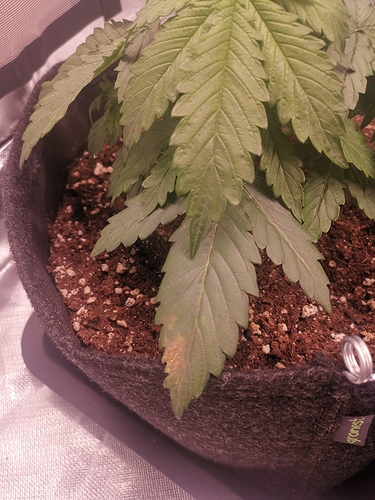 Growreport Bild 1
