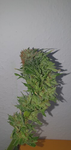Growreport Bild 18