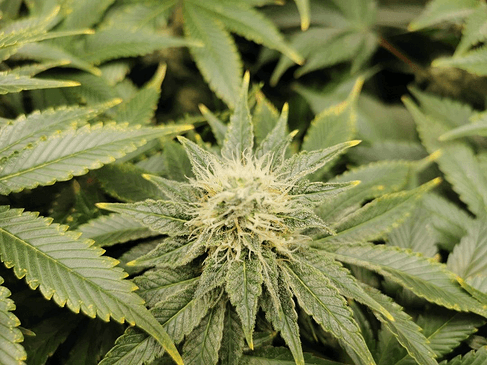 Growreport Bild 8
