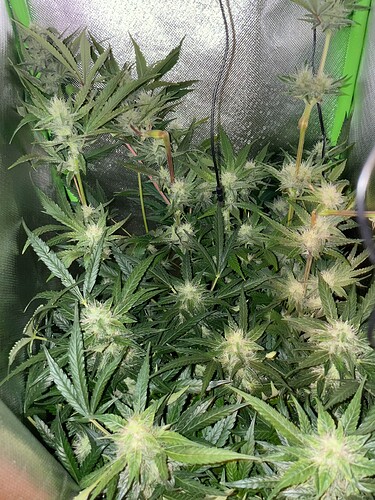 Growreport Bild 41