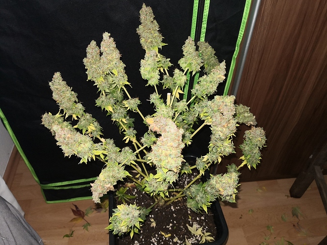 Growreport Bild 14