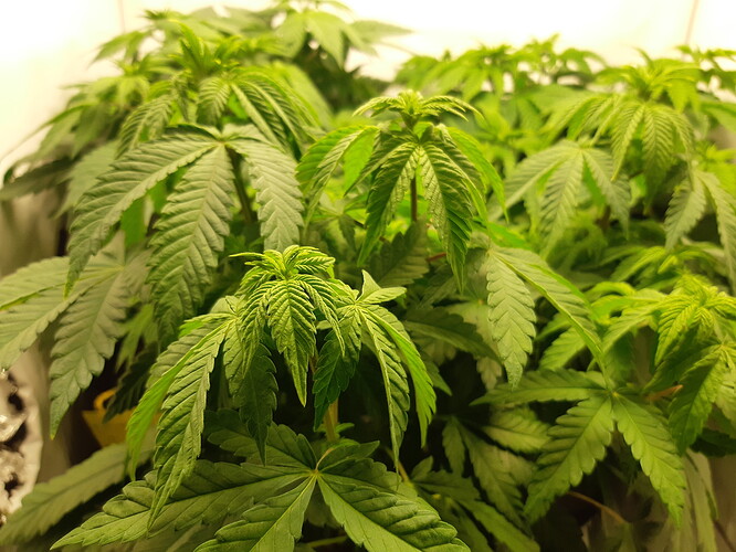 Growreport Bild 6