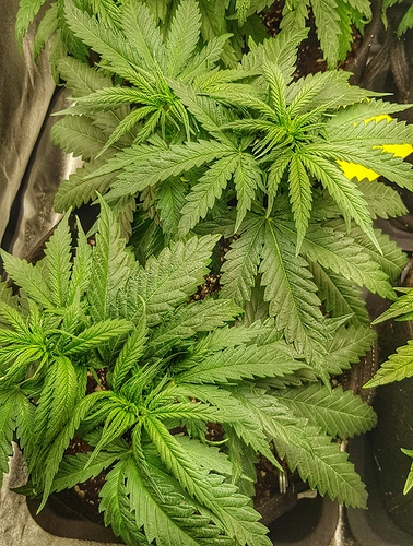 Growreport Bild 6
