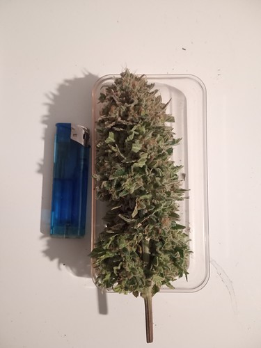 Growreport Bild 36