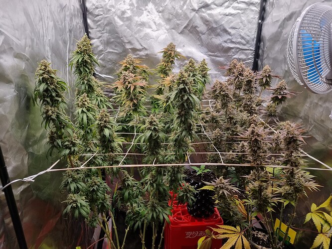 Growreport Bild 4