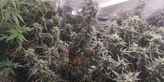 Growreport Bild 6
