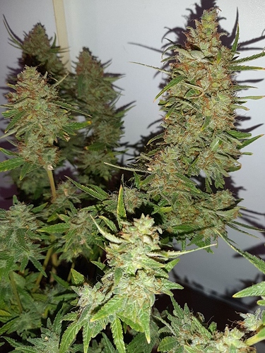 Growreport Bild 3