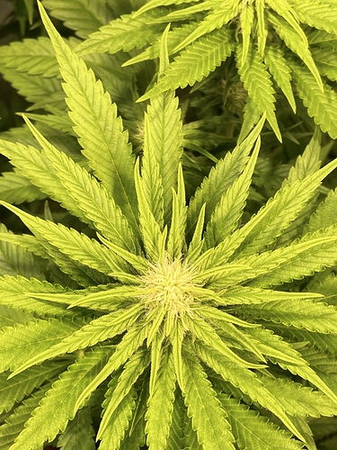 Growreport Bild 54