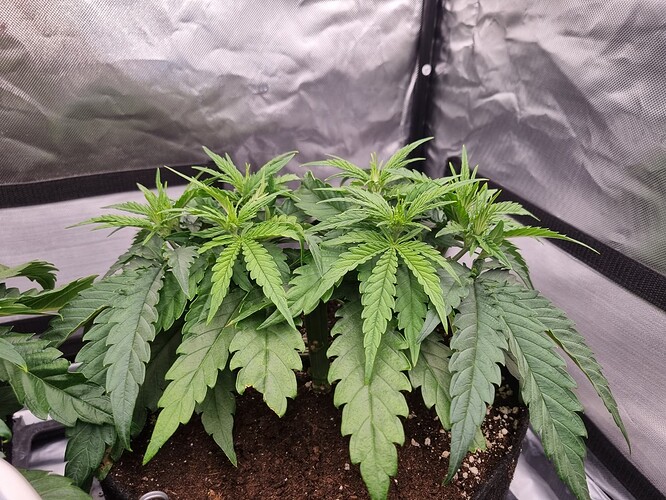 Growreport Bild 2