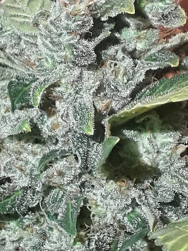 Growreport Bild 1