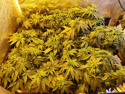Growreport Bild 6
