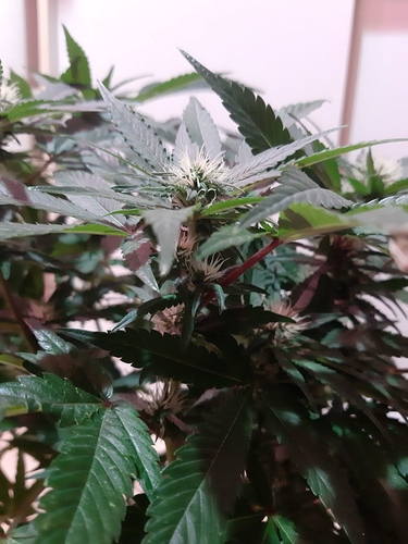 Growreport Bild 19