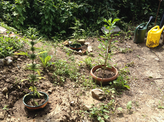 Growreport Bild 2