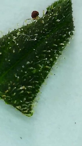 Growreport Bild 2