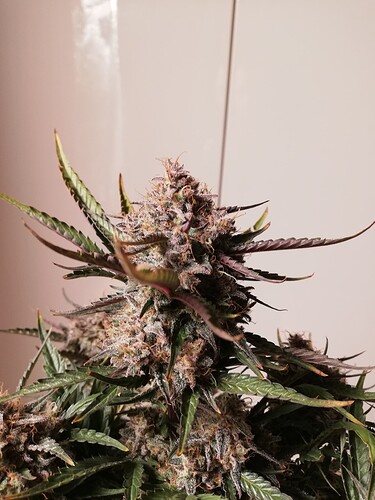 Mimosa_240111-2