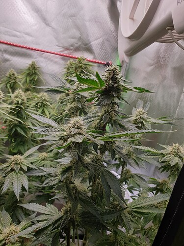 Growreport Bild 5