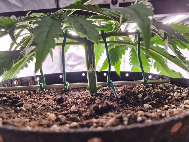 Growreport Bild 13