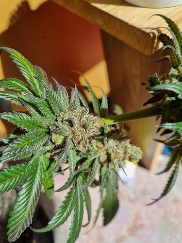 Growreport Bild 16
