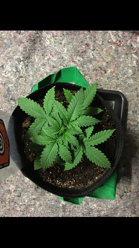 Growreport Bild 13