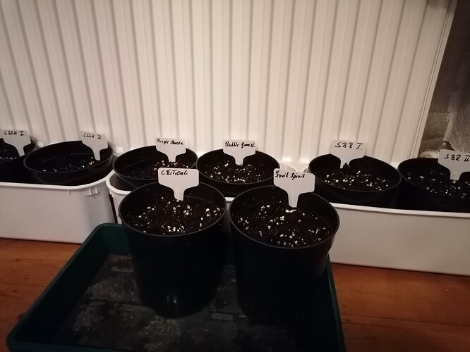 Growreport Bild 1