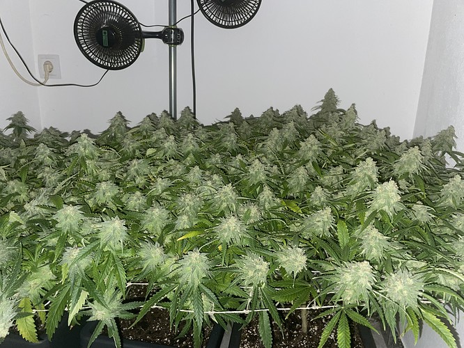 Growreport Bild 5