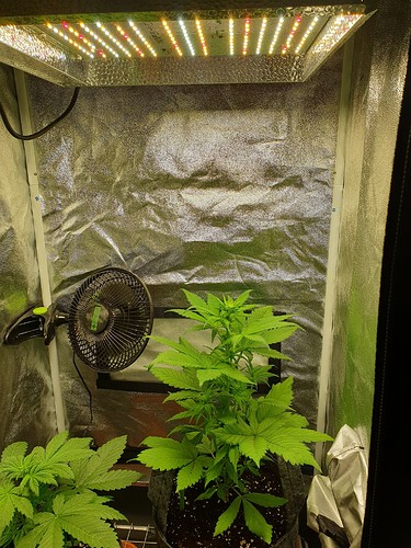 Growreport Bild 9