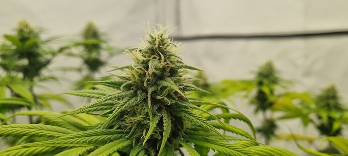 Growreport Bild 5