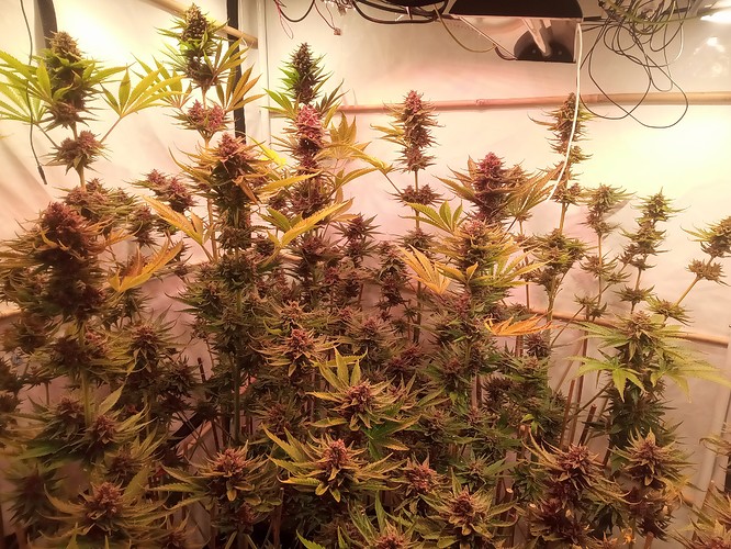 Growreport Bild 31