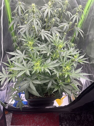 Growreport Bild 37