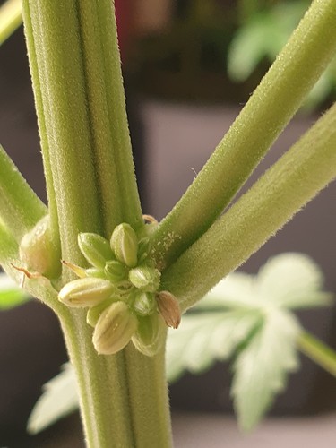 Growreport Bild 4