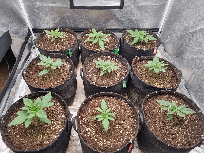 Growreport Bild 15