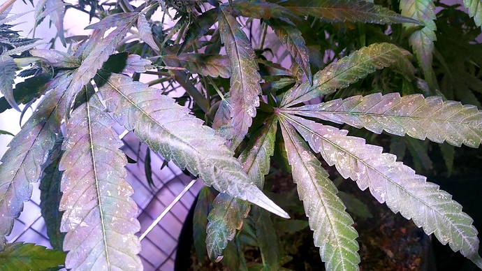 a_IMG_20200904_095406