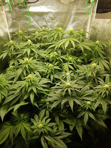 Growreport Bild 2