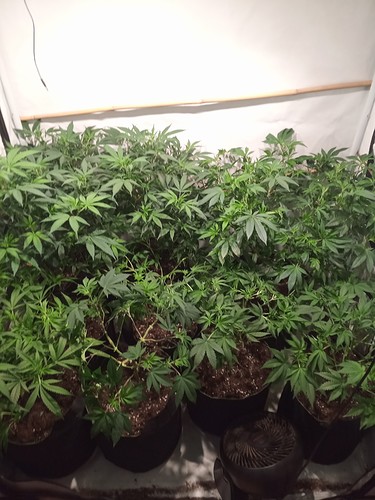 Growreport Bild 4