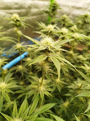 Growreport Bild 8