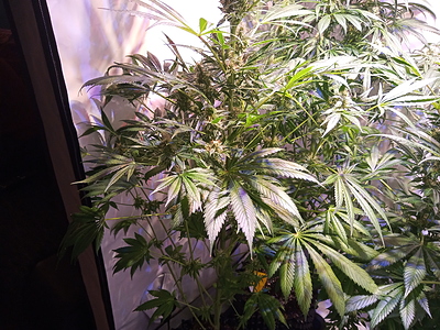 Growreport Bild 7